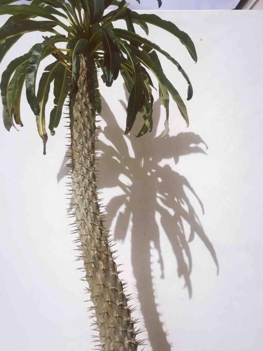 Le Chacuel Villa Joshua Tree Eksteriør bilde